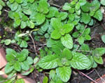 Mint