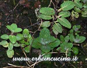 Apple Mint