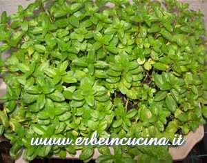 Pennyroyal