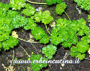 Curly Leaf Parsley
