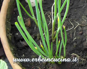 Chives