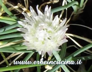 Chives