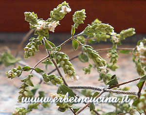 Origano