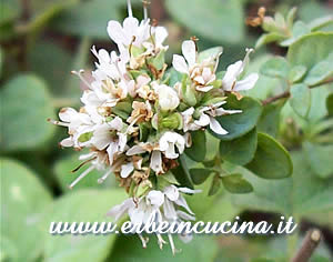 Origano greco