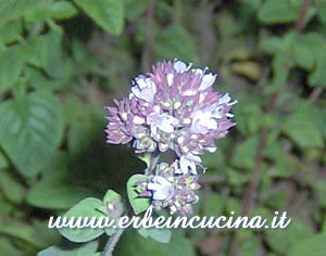 Fiore di origano