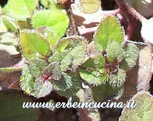 Origano rinasce