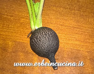 Spanish Black