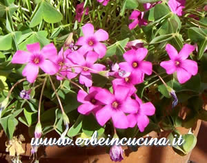 Wood Sorrel