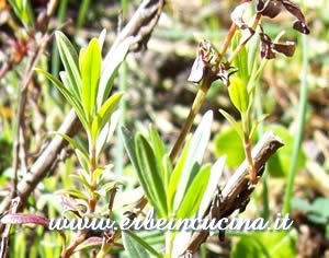 Hyssop