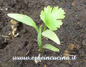 Coriander