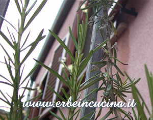 Rosemary