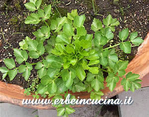 Celery