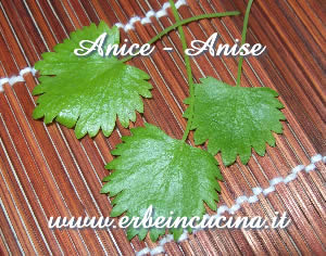 Anice verde