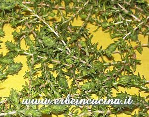 Thyme