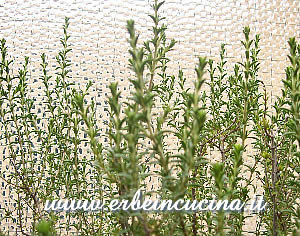 Thyme