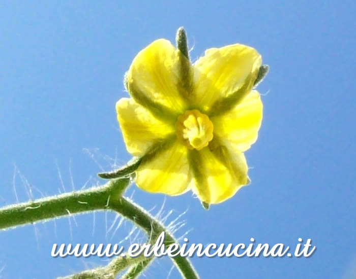 Fiore di pomodoro Lemon Plum