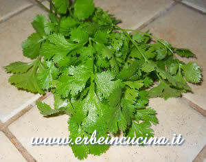 Coriander