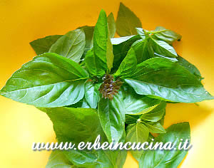 Cinnamon basil