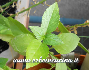 Thai Basil