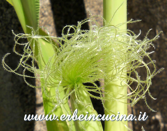 Black Aztec corn flower