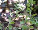 Storing marjoram