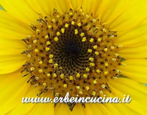 Girasole