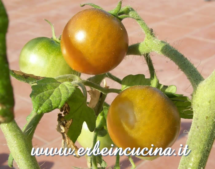 Pomodoro Ciliegino Nero