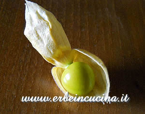 Alkenkengi