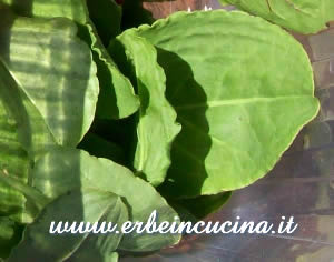 Sorrel