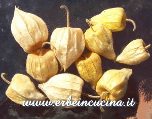 Alkekengi