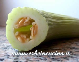Armenian Cucumber