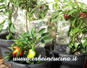 Irrigate during the holidays