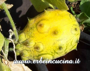 Kiwano