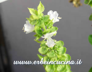 Fiori di basilico