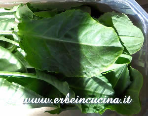 Sorrel