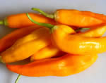 Aji Amarillo