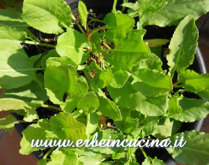 Sorrel