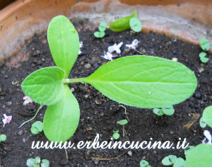 Borage