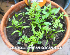 Caraway
