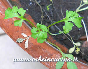 Cress