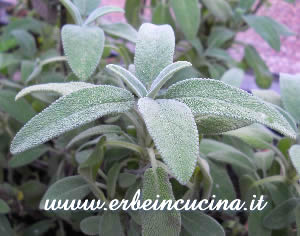 Sage