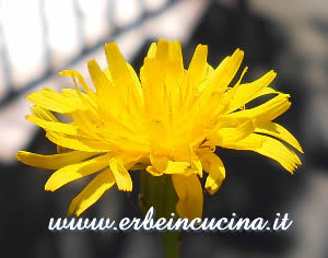 Dandelion