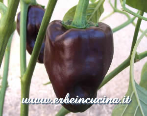 Chilhuacle Negro