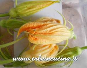 Fiori di zucca
