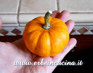 Zucca Jack Be Little