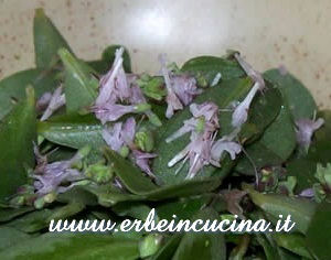Fiori di origano