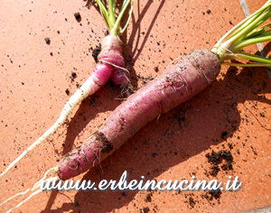 Red carrots