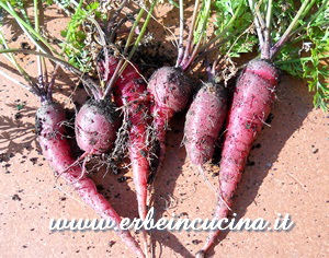 Purple carrots