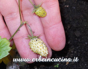 Yellow strawberry