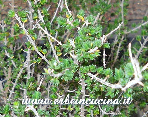 Thyme
